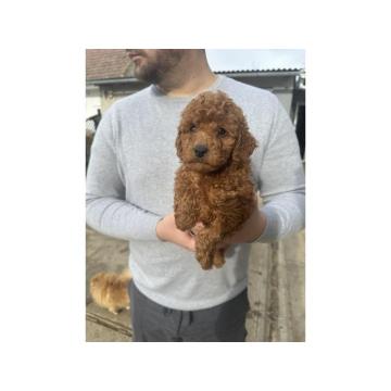 Mini crvene pudle