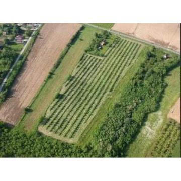 Imanje sa plantazom lesnika-sabac