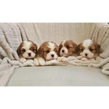 Cavalier King Charles Spaniel, štenad vrhunskog kvaliteta  