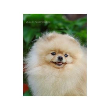 Dostupan za parenje !