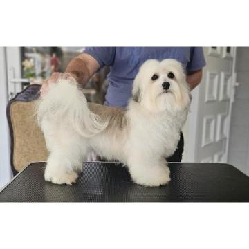 Havanese - vrhunski Havanski bišoni 