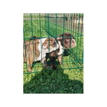 Engleski Buldog kučici 