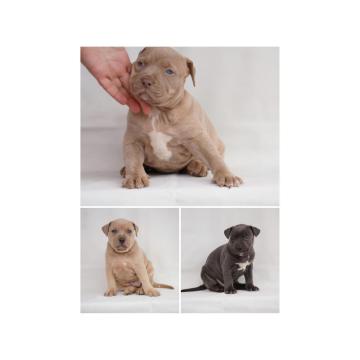 Exotic pit bull stenci na prodaju