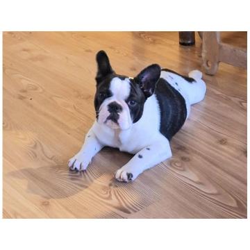 Francuski Buldog PRELEPO štene