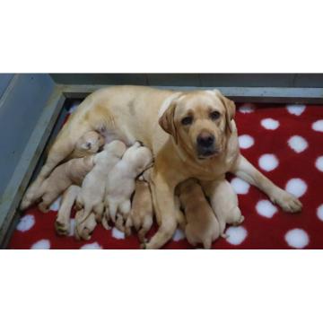 Labrador retriver štenci