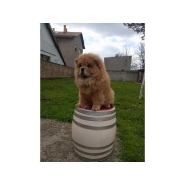 Na prodaju stene Chow Chow prelepog izgleda 