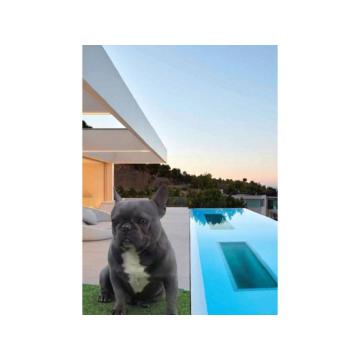 Parenje Blue Micro Extreme Gorilla  French Buldog Kinez