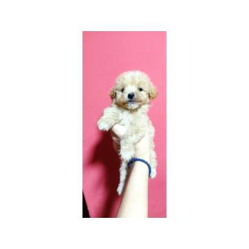 Maltipoo štenci  