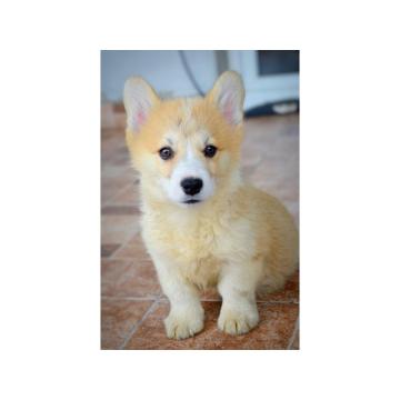 Velski Korgi Pembrok stenci