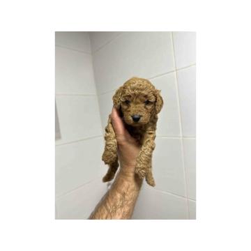 Toy aprikot pudle!