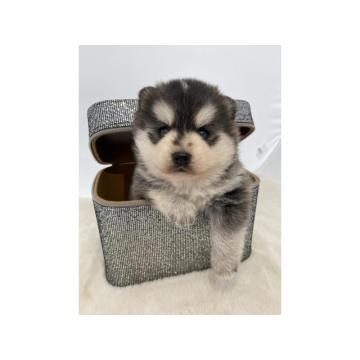 Pomsky- pomski, patuljasti i mini