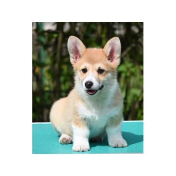 Velski korgi/Welsh Corgi Pembroke
