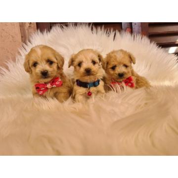 Mini Maltipoo PRELEPI štenci