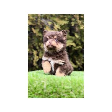 Francuski buldog hipoalergene dlake