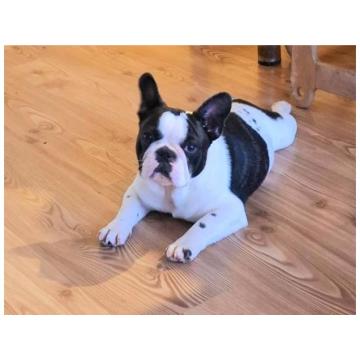 Francuski Buldog PRELEPO štene