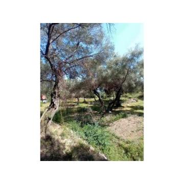 Herceg Novi, građevinski placevi na 1.7 km od centra