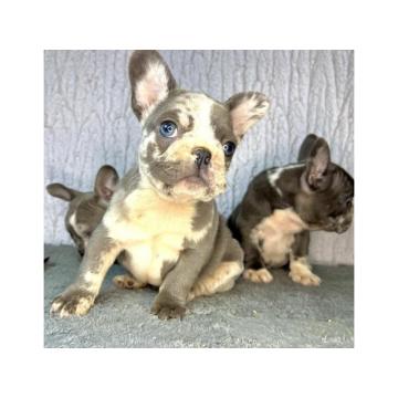Francuski Buldog PRELEPI štenci