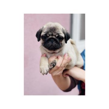 Mops štenci