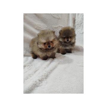 Prelepi Boo medvedici