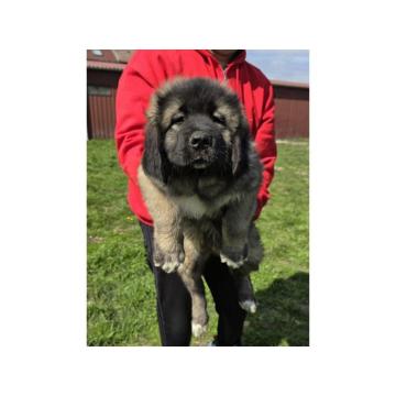 Kavkaski ovčar  vrhunski štenci   