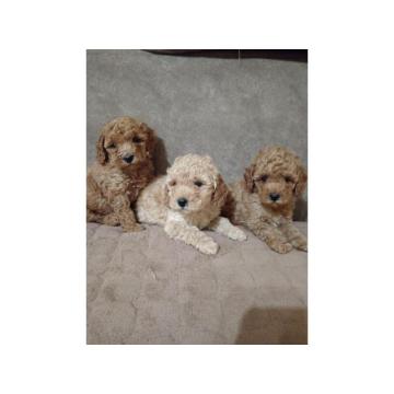 Patuljaste Pudle prodaja