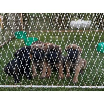 Cane Corso VRHUNSKI Štenci