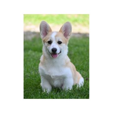 Velski korgi/Welsh Corgi Pembroke