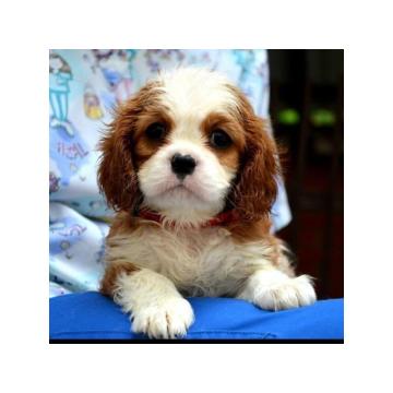 Cavalier King Charles španiel - blenheim i tricolor