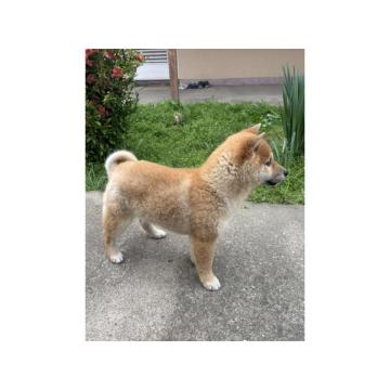 Šampionsko leglo Shiba inu