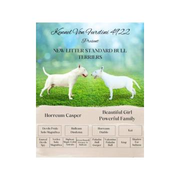 Izuzetna štenad standard bulterijera 