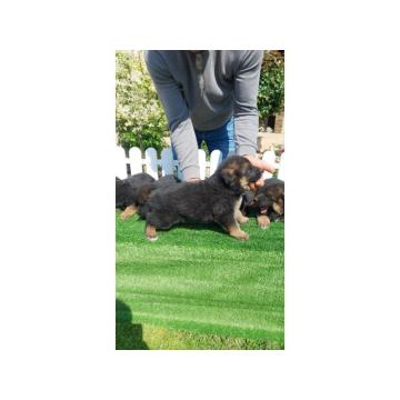 Nemacki ovcar stenad