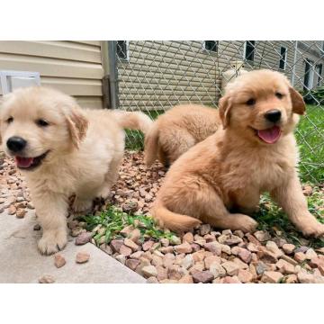 Golden retriever puppies for sale 
