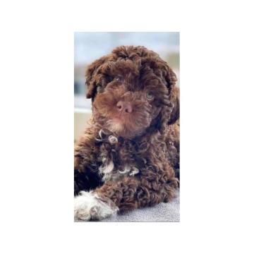 Lagoto Romanjolo štenci