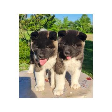 U ponudi dve ženke američke AKITE 