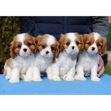 Dostupni štenci Cavalier King Charles španijela 