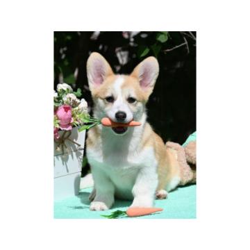 Velski korgi/Welsh Corgi Pembroke