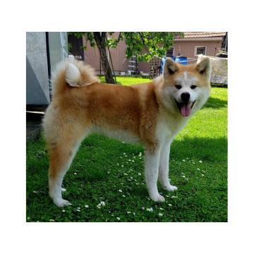 Akita Inu -mlada zenkica