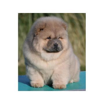 Chow Chow Cau Cau Čau Čau