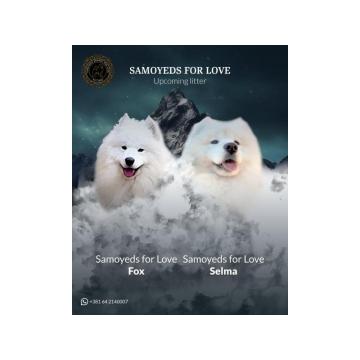 Samojed štenci i odrasli psi