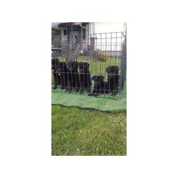 Nemacki Ovcar stenci