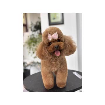 TOY crvene pudle Odgajivacnica Hopy queen poodle 