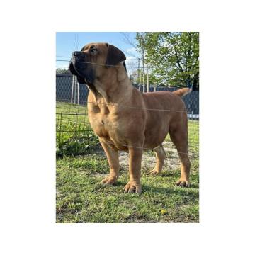 Južnoafrički mastif - Boerboel štenci