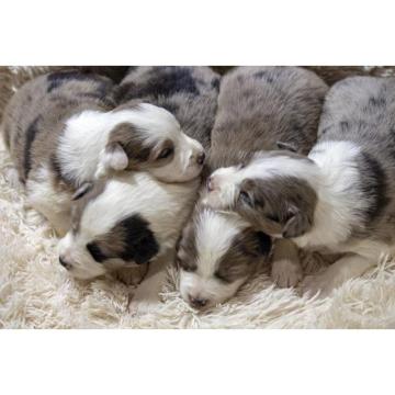 Border koli-Border collie, štenad  