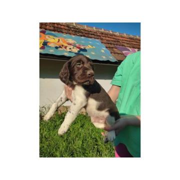 Stenci Malog Minsterlendera