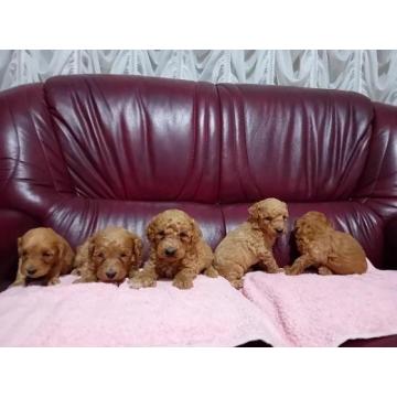 Maltipoo stenci 