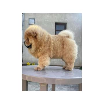 ČAU ČAU mužjak, četiri ipo meseca star