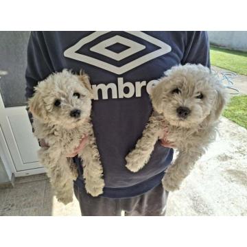 Prodajem prelepe štence mađarskog pulija 