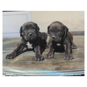 Cane Corso