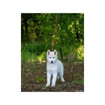 Sibirski Haski štenci