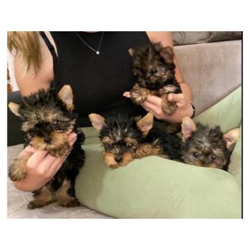 Jorksirski terijer stenci. 